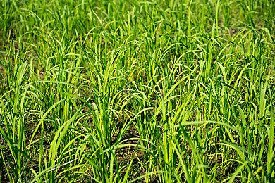 光荣：《浪人崛起》首发销量超过了《仁王》