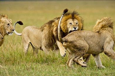 米哈游《绝区零》官宣7月4日全平台公测 PS5同步