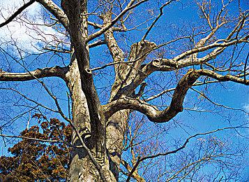 MOD《辐射：新墨西哥》为何取消？开发成本太高了